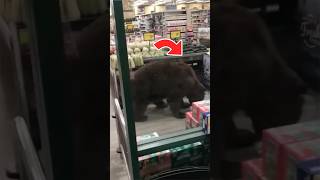 Bear In Walmart #animals #bear