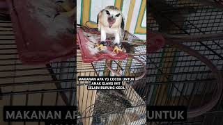 Alap-alap ( anak elang) #burungelang #alap-alap #elang #burung