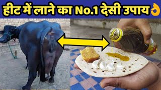 गाय/भैंस को हीट में लाए मात्र 7 दिनों में| Heat problem solution in dairy farming|Cow/Buffalo Heat.