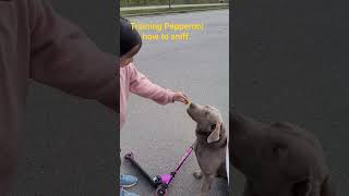 My niece and I training Pepperoni how to sniff flowers. She'd rather eat it.