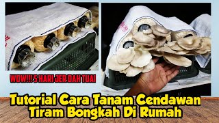 Tutorial Cara Tanam Cendawan Tiram Bongkah di Dalam Rumah - 5 Hari Jer Dah Boleh Tuai... WOW!!!