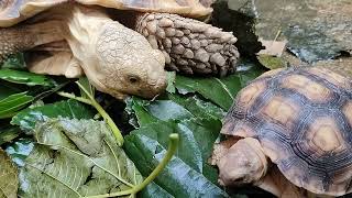 Mulberry Leaves vs Sulcata