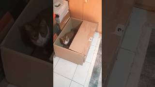 یه کارتن گربه #cat #viral #youtubeshorts #petlover