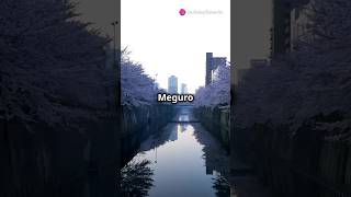 Discover the enchanting Meguro River, #shorts #tokyocity #meguro river #factshorts #japan #crazyfact