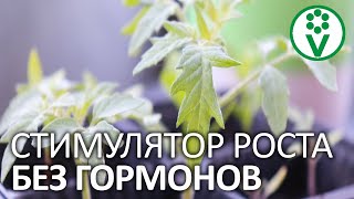 РАССАДА РАСТЕТ ПРЯМО НА ГЛАЗАХ! Лучшее средство для полива рассады БЕЗ ХИМИИ