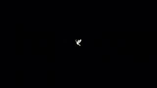 Fly high🕊️🕊️🕊️#edit #viralvideo #viralshorts #video #fyp #fypシ゚viral