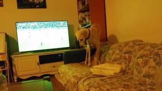 Dog having a hard time picking his spot. HILARIOUS!!