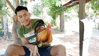 Grabi ang Mahal binta bisayang bisaya na manok na Pula hehe