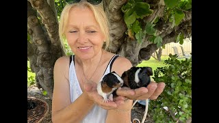 BABY GUINEA PIGS  and names