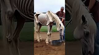 Man rescue a weak Horse 🐎 #horse #africananimals4k #newbornbaby #animals #tiger