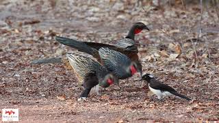 Jacupemba e Gralha-cancã  (P. superciliaris & C. cyanopogon) Rusty-margined Guan and White-naped Jay