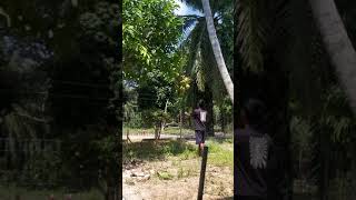 Kelapa Muda di siang Hari segar #shorts