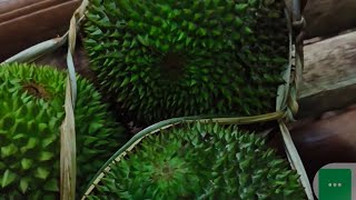 Cara mengikat durian dengan menggunakan daun aren, dijamin aman dan kuat