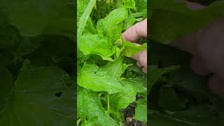 Les Épinards Sauvages, Merveilleux Légumes de la Nature - Wild Spinach, Nature’s Wonderful Vegetable