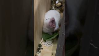 Lazy Hamster # short