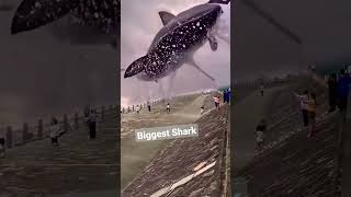 shark world's biggest #shorts