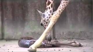 Giraffes having Baby