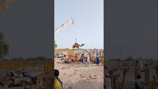 Camel Loading in Truck #ytshorts #cameltransport #cameltruck #camelloading #camelmarket #viralshort