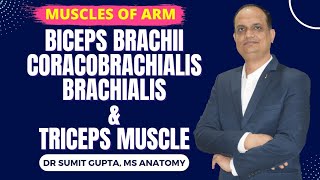 MUSCLES OF ARM : BICEPS, BRACHIALIS, CORACOBRACHIALIS, TRICEPS