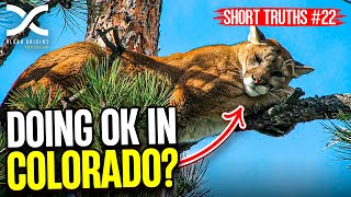 Short Truths #22: Are Mountain Lions doing ok in Colorado?