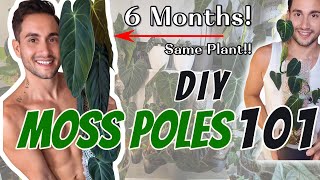 All About MOSS POLES - Repot w/ me ( SECRET to NO Fungus Gnats, Damp Poles  & MASSIVE growth)