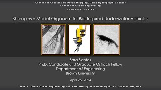 Shrimp as a Model Organism for Bio-Inspired Underwater Vehicles