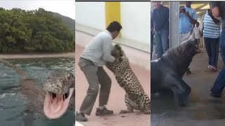 Vines Vines Vines‼️ WTF animals (being a-holes)videos 🤣😭