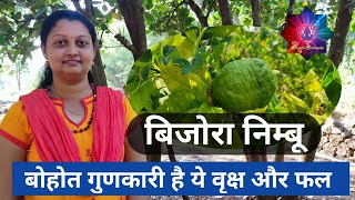 बिजोरा निम्बू  बोहोत गुणकारी है ये वृक्ष और फल / Bijora lemon is very beneficial