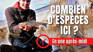 Combien d'ESPÈCES DIFFÉRENTES peut-on pêcher au pain ?