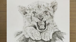 How To Draw A Lion Cub : Step By Step Pencil Drawing And Shading