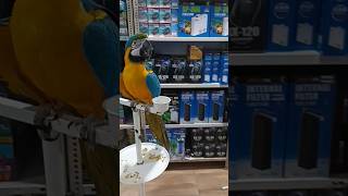 Macaw Bird on feeding stand