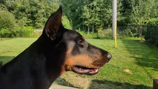 Peaceful Doberman puppy.