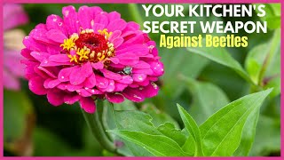 The Secret Kitchen Ingredient That Banishes Japanese Beetles!