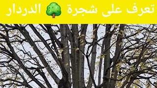 تعرف على شجرة الدردار 🌳 🏡