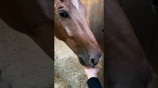 Когда переставили с карантина - уже чувствует себя не так одиноко #horse #equestrian #лошади #лошадь