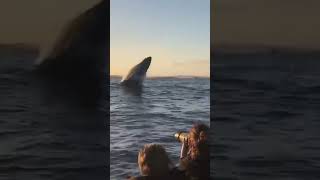 Incredible Whale Jumps Caught on Tape