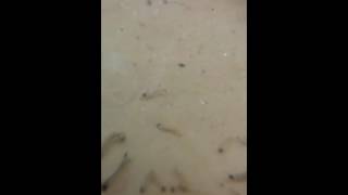 Mosquito larvae 3