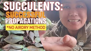 SUCCULENTS: LEAF AND STEM  PROPAGATION VIA NO AIRDRY METHOD