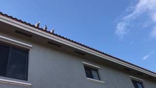 Racing pigeons loft flying