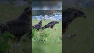 Eagle taking Lunch #shorts #birds