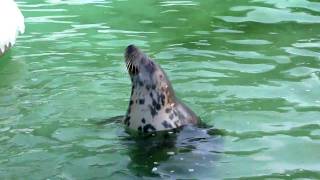 Grey Seals - Panasonic DMC-TZ8