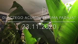 128.🌴🍌Dlaczego Acuminaty zimą padają?🌴🍌23.11.2020🍌🌴