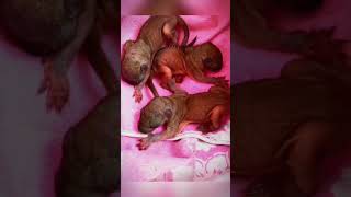 A Couple Rescues Orphaned Baby Squirrels and Finds Joy in Raising Them ❤️