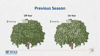 The Physiology of Citrus Flowering