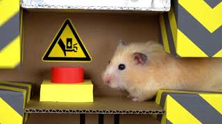 🐹Awesome Hamster Maze with Traps 😱Obstacle Course😱