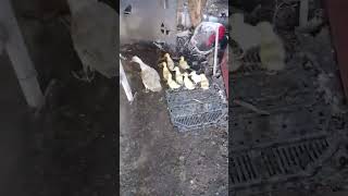 Mother and baby ducklings #farmanimals,#naturalsounds