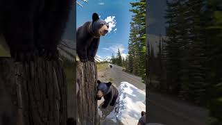 Jasper National Park, Alberta, Canada. #aivideo #infinitezoom #wildlife #parkscanada