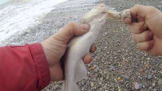 fishing blackpool cleveleys steps 06/02/19