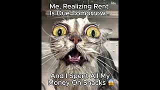 cats and money #funnycats #makemoneyfromhome #makemoneyonline #affiliatemarketing