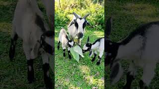 Mother goat loves Gemelina leaves. #shorts